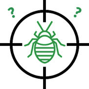 Quale insetto ho in casa? Come riconoscere le punture di insetti