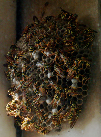 disinfestazione nido vespe